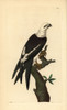 Swallow-Tailed Kite  Elanoides Forficatus Poster Print By ® Florilegius / Mary Evans - Item # VARMEL10940328