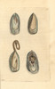 Amboyna Mussel And Camellius'S Mussel Poster Print By ® Florilegius / Mary Evans - Item # VARMEL10940441