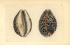 Tiger Cowry Shell  Cypraea Tigris Poster Print By ® Florilegius / Mary Evans - Item # VARMEL10940317