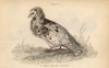 Jacobin Pigeon  Columba Cucullata Jacobina  Fancy Pigeon Poster Print By ® Florilegius / Mary Evans - Item # VARMEL10938857