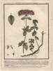 Oregano  Origanum Vulgare Poster Print By ® Florilegius / Mary Evans - Item # VARMEL10935815