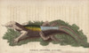 Great Spotted Lizard With A Forked Or Doubleà Poster Print By ® Florilegius / Mary Evans - Item # VARMEL10941067