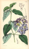 Coromandel Asystasia  Asystasia Coromandeliana Poster Print By ® Florilegius / Mary Evans - Item # VARMEL10935062
