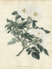 White Rose  Rosa Alba Semi-Duplex Poster Print By ® Florilegius / Mary Evans - Item # VARMEL10934460
