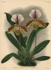 Imperiale Variety Of Cypripedium Lathamianum Hybrid Orchid Poster Print By ® Florilegius / Mary Evans - Item # VARMEL10939344