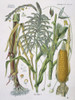 Zea Mays  Corn Poster Print By Mary Evans / Natural History Museum - Item # VARMEL10704982