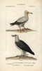 Egyptian Vulture  Neophron PercnopterusÀ Poster Print By ® Florilegius / Mary Evans - Item # VARMEL10938957
