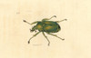Flower Chafer  Dicronorrhina Micans Poster Print By ® Florilegius / Mary Evans - Item # VARMEL10940806