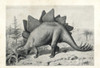 Stegosaurus Ungulatus  Dubious Species Poster Print By ® Florilegius / Mary Evans - Item # VARMEL10936606