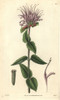 Mint-Leaved Monarda Or Beebalm  Monarda Menthaefolia Poster Print By ® Florilegius / Mary Evans - Item # VARMEL10934933