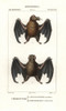 Tailed Tailless Bat  Anoura Caudifer  And Lesserà Poster Print By ® Florilegius / Mary Evans - Item # VARMEL10936138
