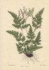 Aneimia Cicutaria Fern Showing Leaves And Roots Poster Print By ® Florilegius / Mary Evans - Item # VARMEL10936937