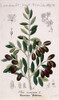Olea Europaea  Olive Poster Print By Mary Evans / Natural History Museum - Item # VARMEL10706728