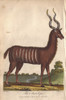 Antelope Or Impala  Aepyceros Melampus Poster Print By ® Florilegius / Mary Evans - Item # VARMEL10941213
