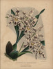 Hybrid Odontoglossum Orchid With White Flowersà Poster Print By ® Florilegius / Mary Evans - Item # VARMEL10936826
