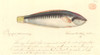 Coris Picta  Comb Wrasse Poster Print By Mary Evans / Natural History Museum - Item # VARMEL10707681