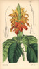 Orange Aphelandra  Aphelandra Aurantiaca Poster Print By ® Florilegius / Mary Evans - Item # VARMEL10935038