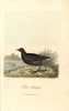 Common Moorhen  Gallinula Chloropus Poster Print By ® Florilegius / Mary Evans - Item # VARMEL10937425