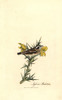 Whinchat  Saxicola Rubetra Poster Print By ® Florilegius / Mary Evans - Item # VARMEL10937330