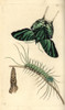 Green-Banded Urania  Urania Leilus  Butterflyà Poster Print By ® Florilegius / Mary Evans - Item # VARMEL10940485