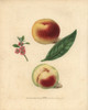 Peach Varieties  Prunus Persica Poster Print By ® Florilegius / Mary Evans - Item # VARMEL10935690