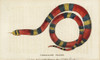 Scarlet Kingsnake  Lampropeltis Triangulum Poster Print By ® Florilegius / Mary Evans - Item # VARMEL10937887