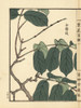 Shikunshi  Chinese Honeysuckle  Combretum Indicum Poster Print By ® Florilegius / Mary Evans - Item # VARMEL10938789