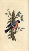 Bullfinch  Pyrrhula Pyrrhula Poster Print By ® Florilegius / Mary Evans - Item # VARMEL10936232