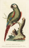 Chestnut-Fronted Macaw  Ara Severus Poster Print By ® Florilegius / Mary Evans - Item # VARMEL10937790