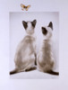 Two Cats And A Butterfly Poster Print By Malcolm Greensmith ® Adrian Bradbury/Mary Evans - Item # VARMEL10271152