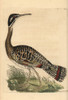 Sunbittern  Eurypyga Helias Poster Print By ® Florilegius / Mary Evans - Item # VARMEL10940769