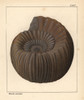 Extinct Fossil Gastropod: Ammonites Coronatus Poster Print By ® Florilegius / Mary Evans - Item # VARMEL10941111