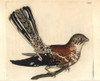 Cayenne Nightjar  Caprimulgus Maculosus Poster Print By ® Florilegius / Mary Evans - Item # VARMEL10940593