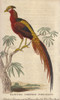 Painted Chinese Pheasant  Chrysolophus Pictus Poster Print By ® Florilegius / Mary Evans - Item # VARMEL10941066