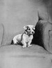 Small Terrier Sitting In A Chair Poster Print By Mary Evans Picture Library - Item # VARMEL10956700
