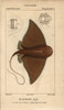 Eagle Ray  Myliobatis Aquila Poster Print By ® Florilegius / Mary Evans - Item # VARMEL10938387