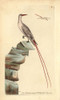 Red-Tailed Tropicbird  Phaeton Rubricauda Poster Print By ® Florilegius / Mary Evans - Item # VARMEL10940301