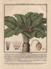 Female Mandrake Plant  Atropa Mandragora Orà Poster Print By ® Florilegius / Mary Evans - Item # VARMEL10935808