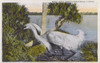 Snowy Egret   Florida  Usa Poster Print By Mary Evans / Grenville Collins Postcard Collection - Item # VARMEL10633972