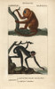 Red Howler Monkey  Alouatta Seniculus  Andà Poster Print By ® Florilegius / Mary Evans - Item # VARMEL10939028