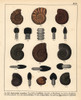 Fossils Of Extinct Ammonites Species Poster Print By ® Florilegius / Mary Evans - Item # VARMEL10941135