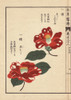 Crimson Camellias  Hoshikure Naru And Shishimuraà Poster Print By ® Florilegius / Mary Evans - Item # VARMEL10938596