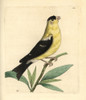 American Goldfinch  Carduelis Tristis Poster Print By ® Florilegius / Mary Evans - Item # VARMEL10940486