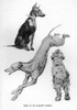 Sketches By Cecil Aldin  Time I Was Dead Poster Print By Mary Evans Picture Library - Item # VARMEL10981532