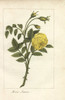 Yellow Rose  Rosa Lutea Poster Print By ® Florilegius / Mary Evans - Item # VARMEL10938511