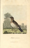 Skylark  Alauda Arvensis Poster Print By ® Florilegius / Mary Evans - Item # VARMEL10937363