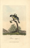 Great Tit  Great Titmouse  Parus Major Poster Print By ® Florilegius / Mary Evans - Item # VARMEL10937303