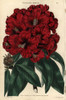 Crimson Flowered Rhododendron  Rhododendron Arboreum Poster Print By ® Florilegius / Mary Evans - Item # VARMEL10939423