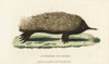 Short-Beaked Echidna  Tachyglossus Aculeatus Poster Print By ® Florilegius / Mary Evans - Item # VARMEL10937934