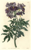 Tuberless Solanum  Solanum Etuberosum Poster Print By ® Florilegius / Mary Evans - Item # VARMEL10935242
